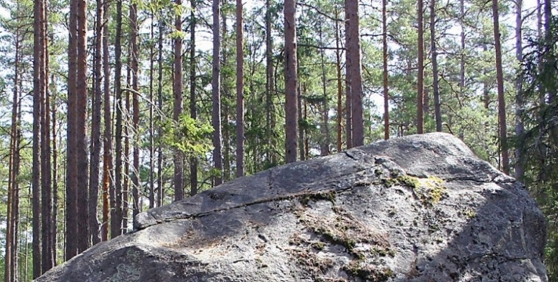 Rändrahn Käsmu metsas